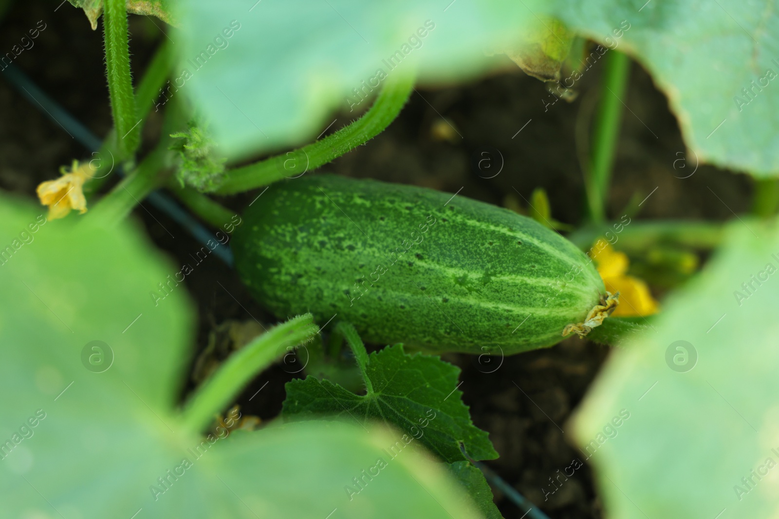 Photo of Young cucumber with leaves growing outdoors, closeup