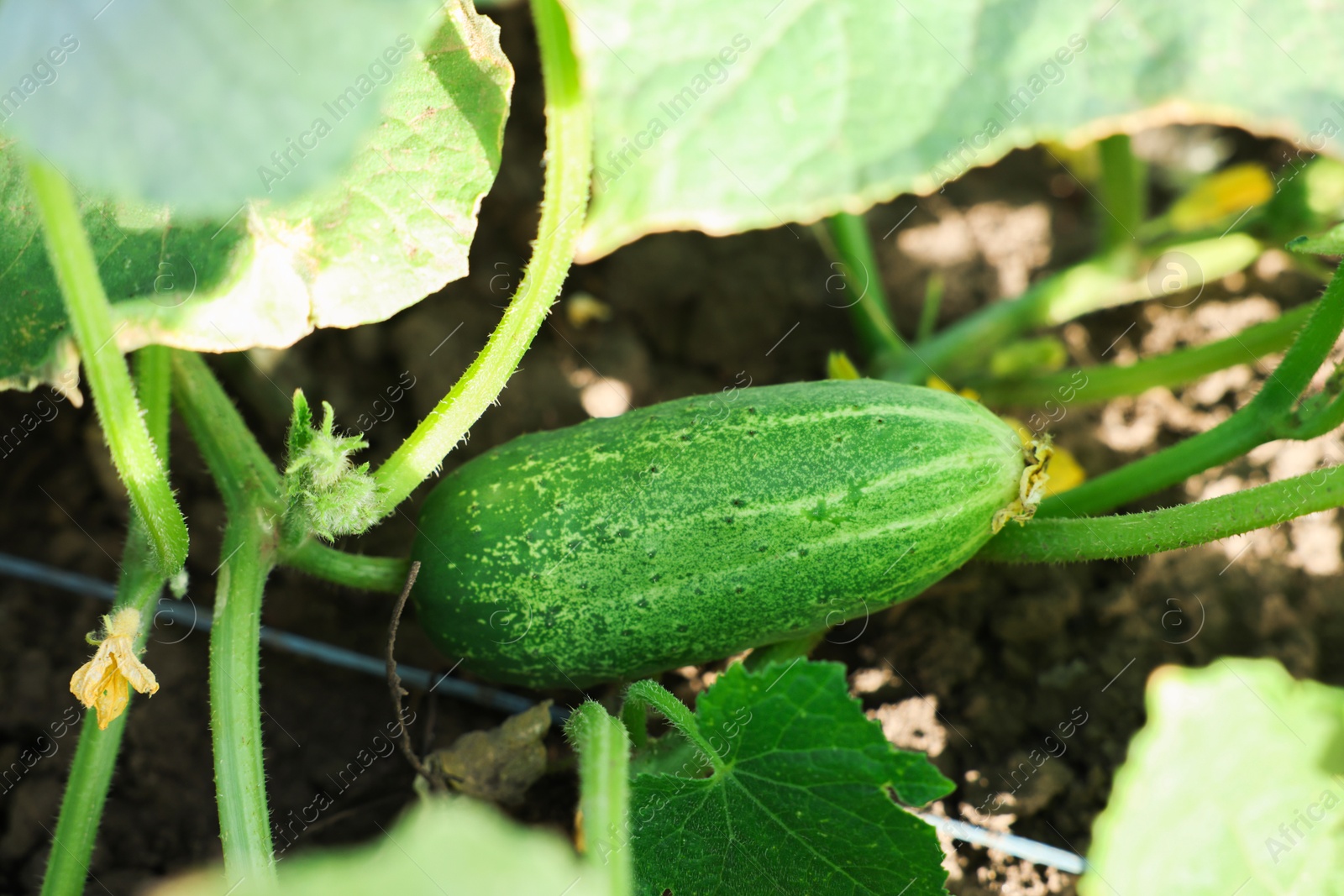 Photo of Young cucumber with leaves growing outdoors, closeup