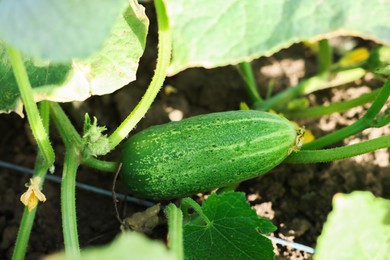 Photo of Young cucumber with leaves growing outdoors, closeup