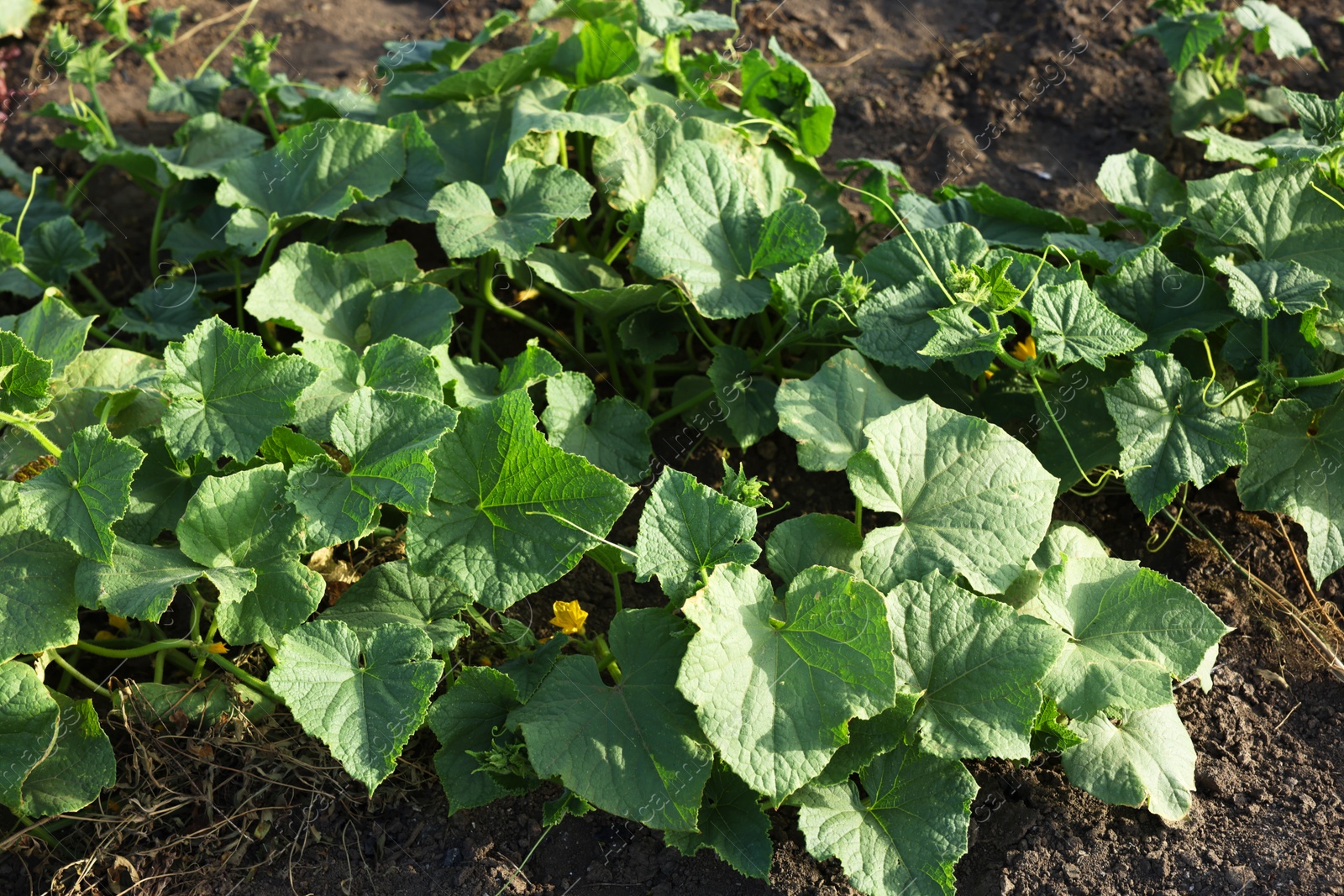 Photo of Young cucumber bushes growing in soil on sunny day