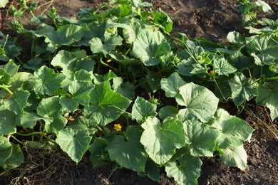 Photo of Young cucumber bushes growing in soil on sunny day