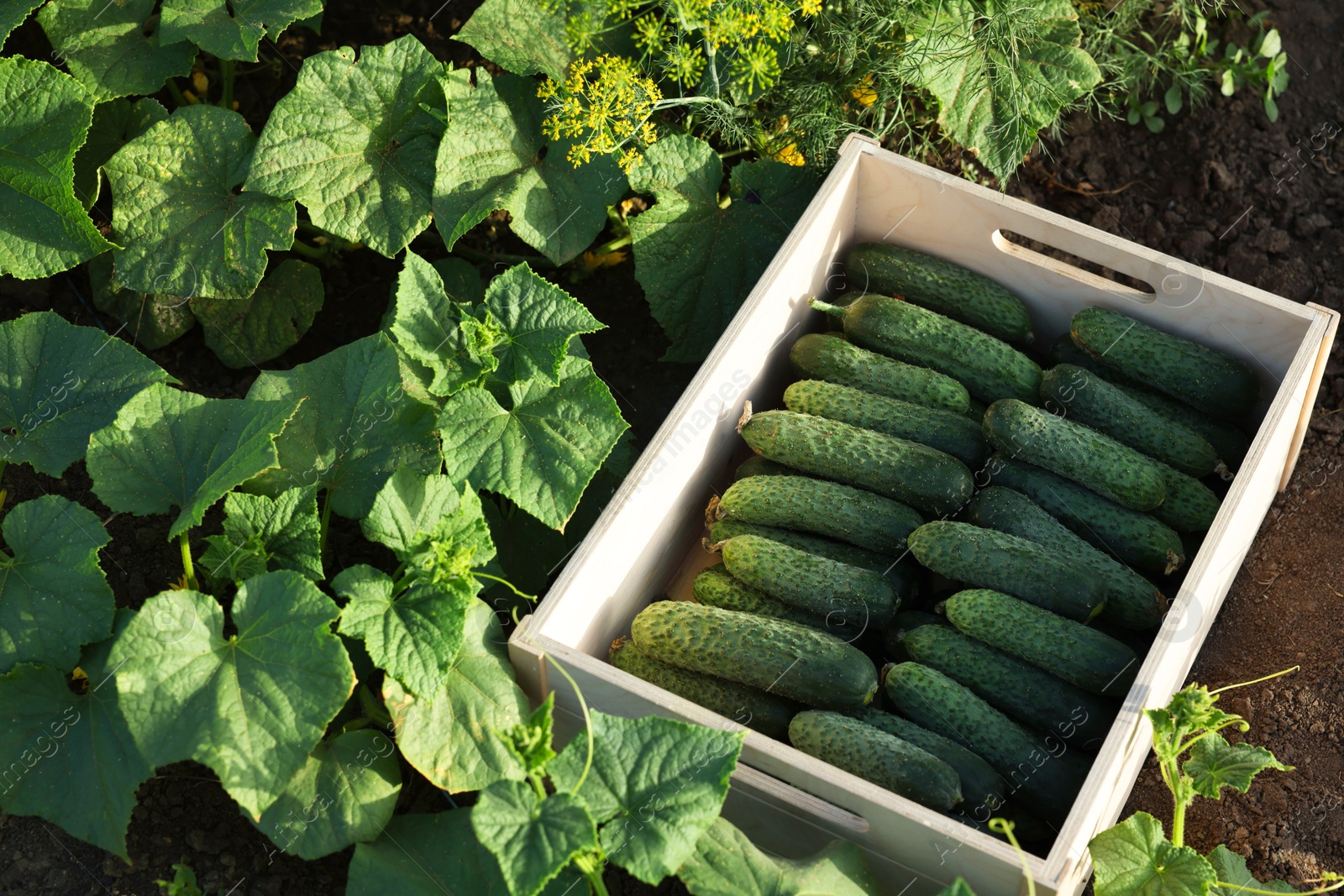 Photo of Wooden crate with vegetables and cucumber bushes outdoors