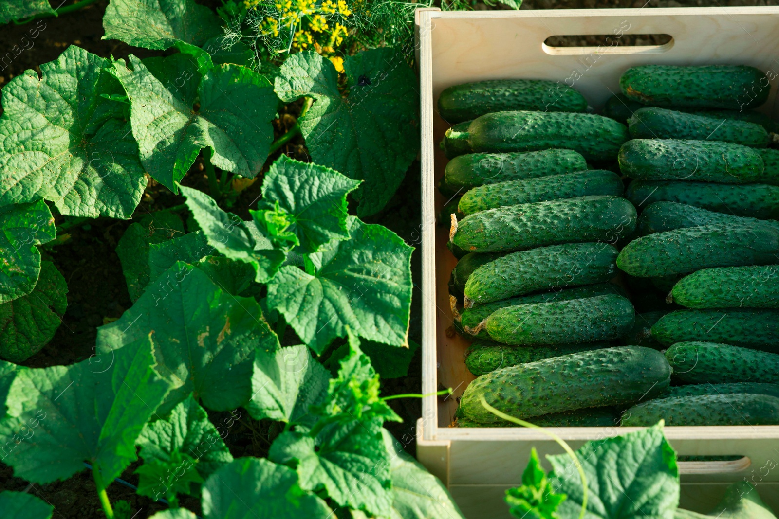 Photo of Wooden crate with vegetables and cucumber bushes outdoors, closeup