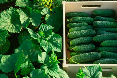 Wooden crate with vegetables and cucumber bushes outdoors, closeup