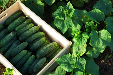 Photo of Wooden crate with vegetables and cucumber bushes outdoors, above view