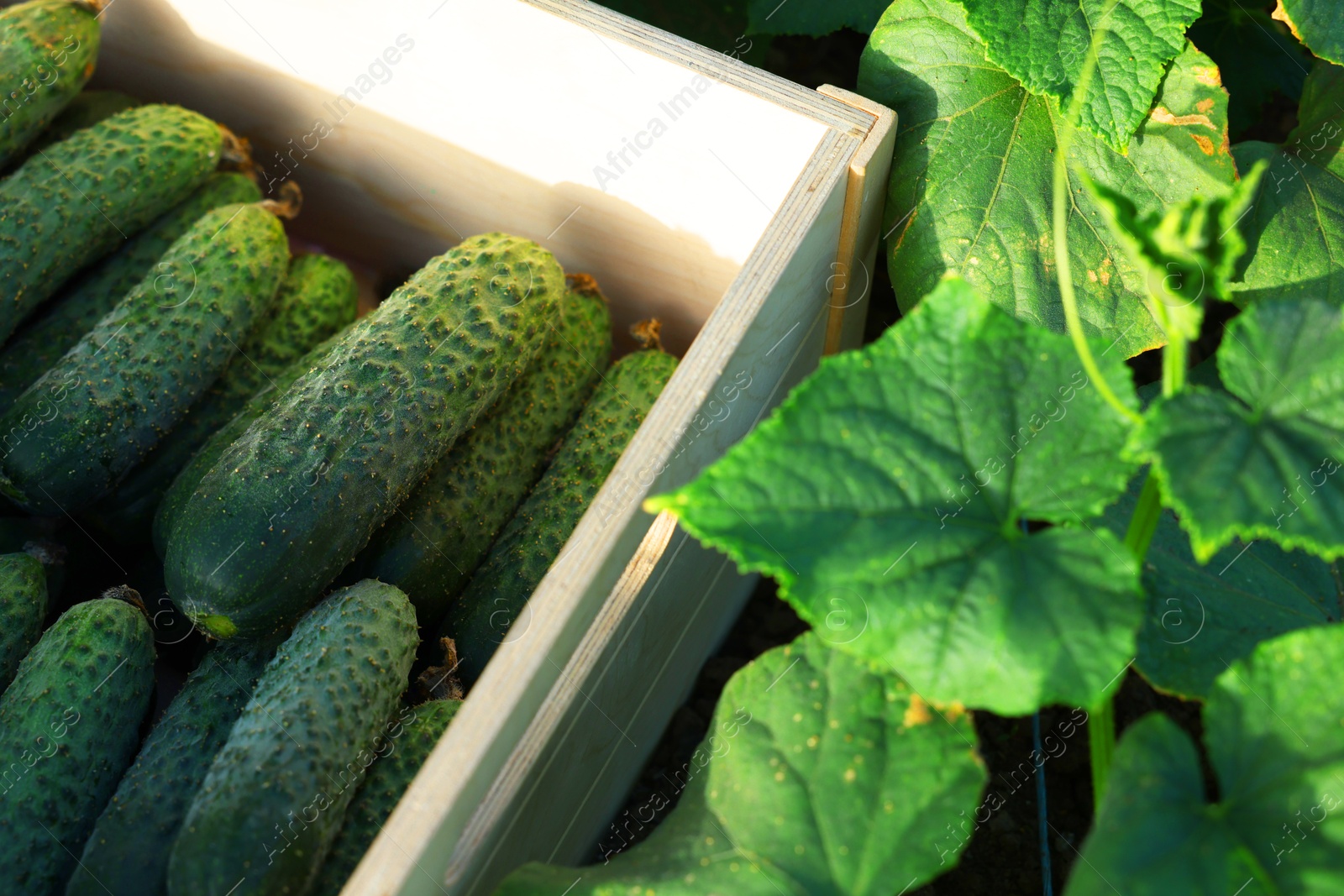 Photo of Wooden crate with vegetables and cucumber bushes outdoors, closeup