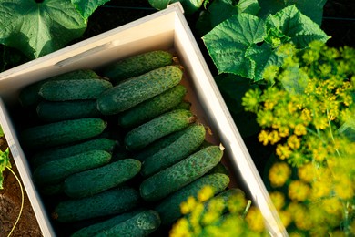 Photo of Wooden crate with vegetables and cucumber bushes outdoors, top view