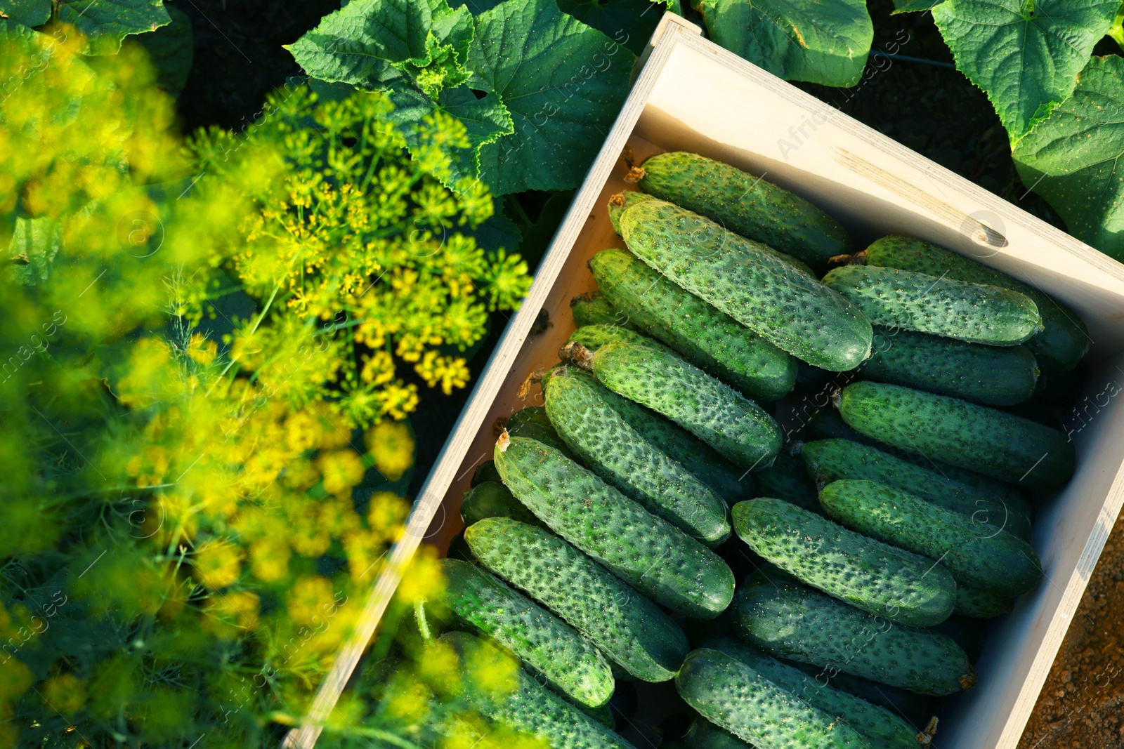 Photo of Wooden crate with vegetables and cucumber bushes outdoors, top view