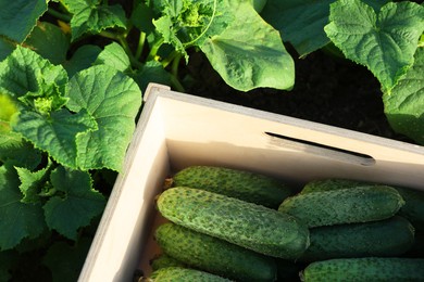 Photo of Wooden crate with vegetables and cucumber bushes outdoors, top view