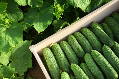 Photo of Wooden crate with vegetables and cucumber bushes outdoors, top view