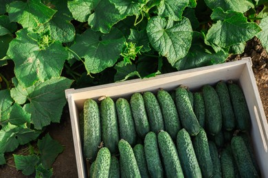 Photo of Wooden crate with vegetables and cucumber bushes outdoors, top view