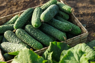 Wicker basket with cucumbers and leaves outdoors, closeup