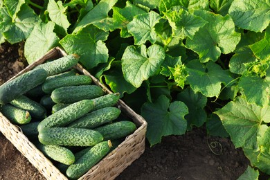 Photo of Wicker basket with vegetables and cucumber bushes outdoors