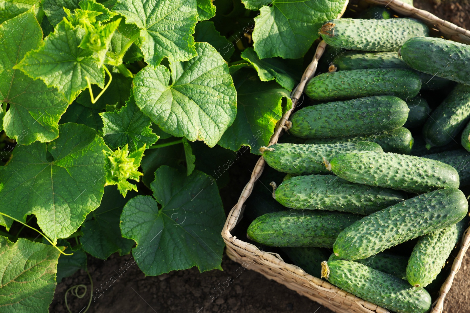 Photo of Wicker basket with vegetables and cucumber bushes outdoors, top view