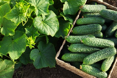 Photo of Wicker basket with vegetables and cucumber bushes outdoors, top view