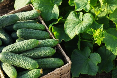 Photo of Wicker basket with vegetables and cucumber bushes outdoors, closeup