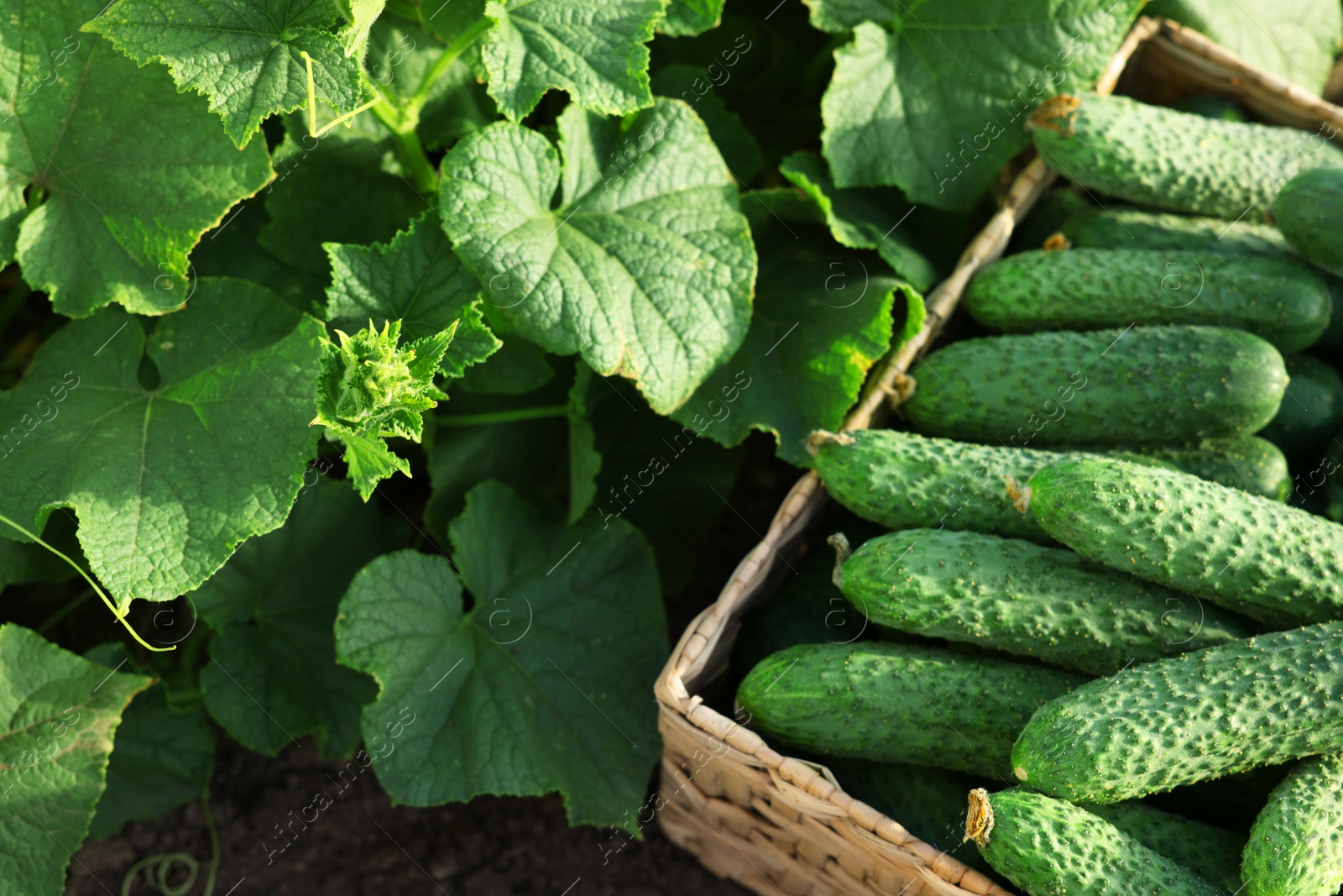 Photo of Wicker basket with vegetables and cucumber bushes outdoors, closeup