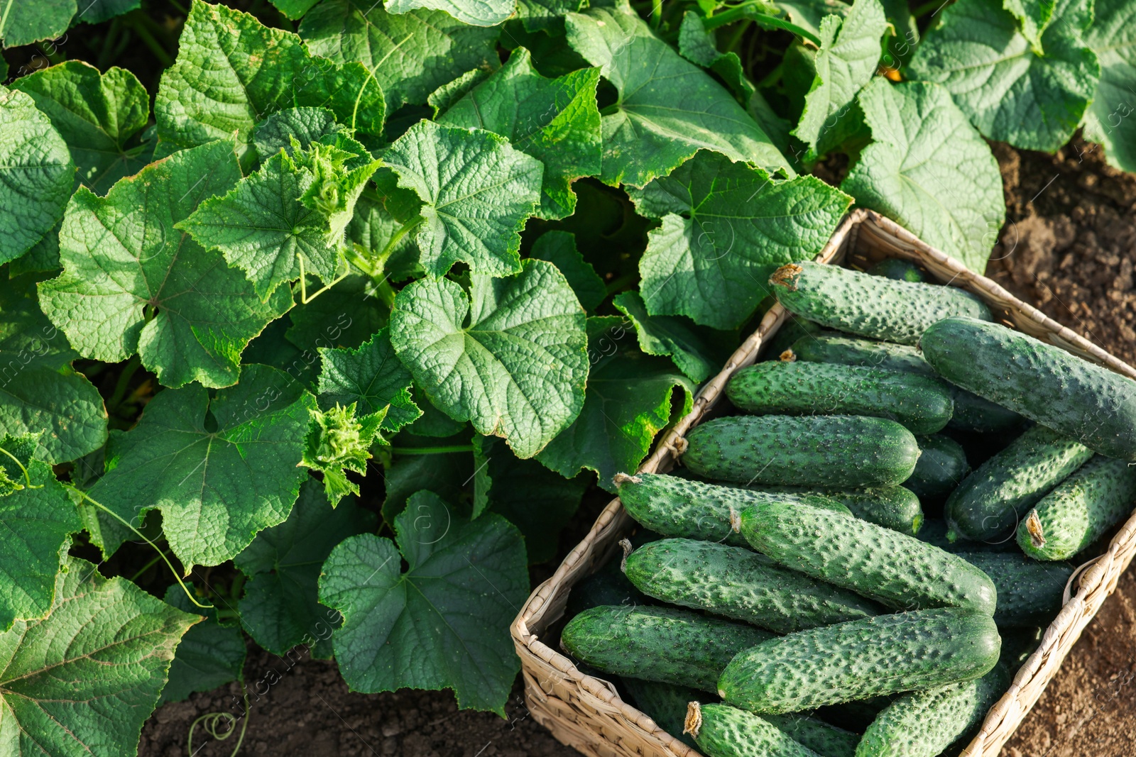 Photo of Wicker basket with vegetables and cucumber bushes outdoors, above view