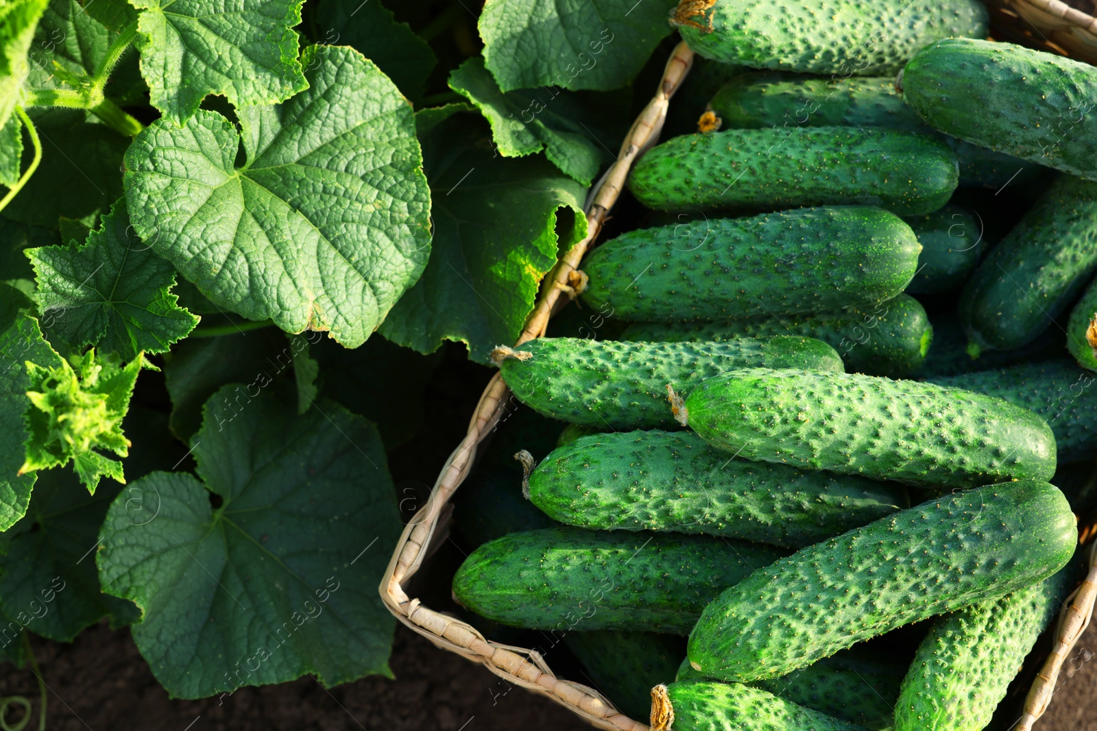 Photo of Wicker basket with vegetables and cucumber bushes outdoors, top view