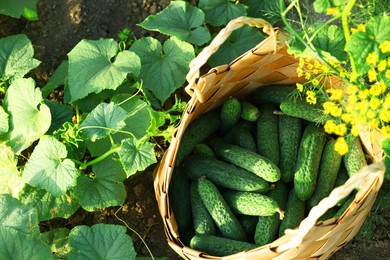 Photo of Wicker basket with cucumbers and leaves outdoors, above view