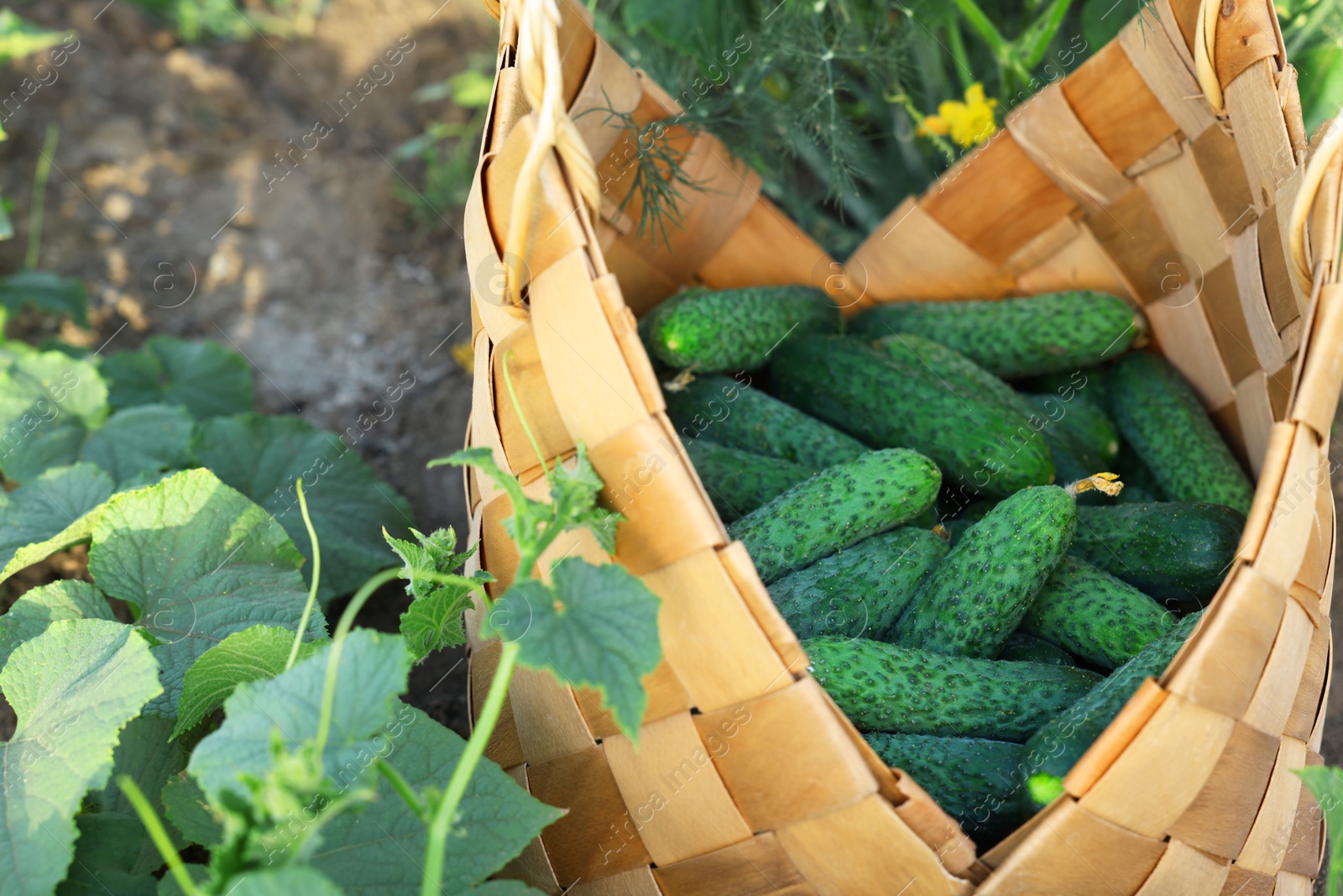 Photo of Wicker basket with cucumbers and leaves outdoors, closeup