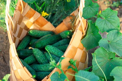 Wicker basket with cucumbers and leaves outdoors, closeup