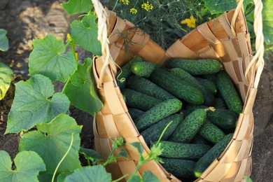 Wicker basket with cucumbers and leaves outdoors, closeup