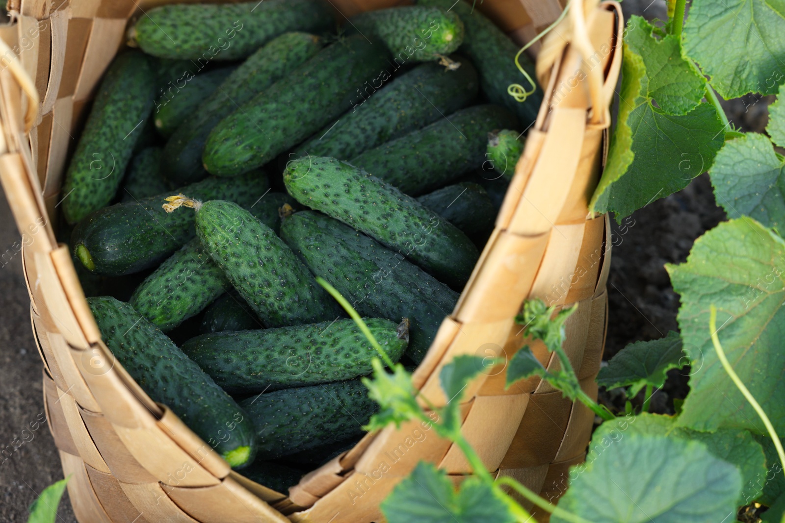 Photo of Wicker basket with cucumbers and leaves outdoors, closeup