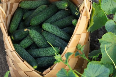 Wicker basket with cucumbers and leaves outdoors, closeup