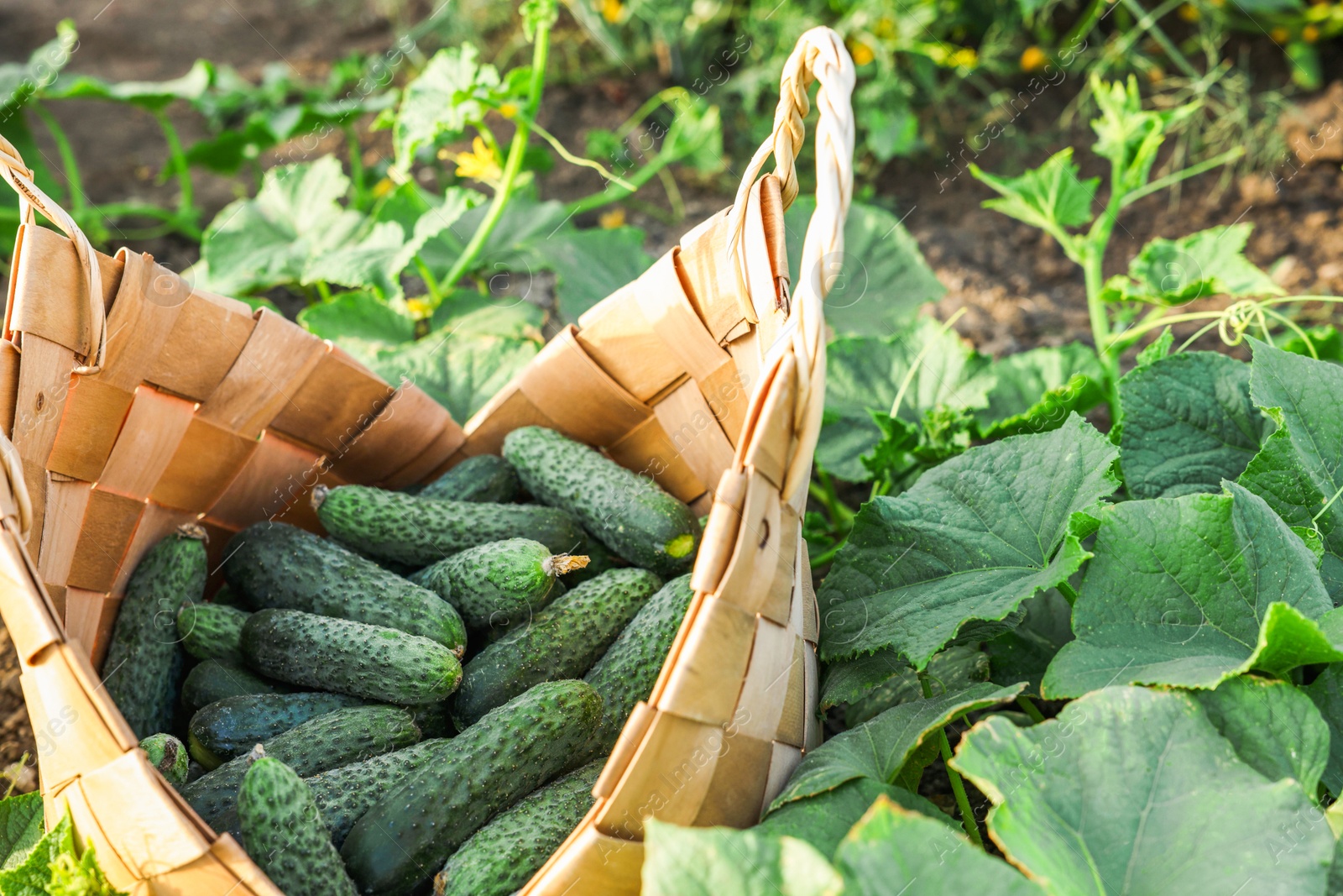 Photo of Wicker basket with cucumbers and leaves outdoors, closeup