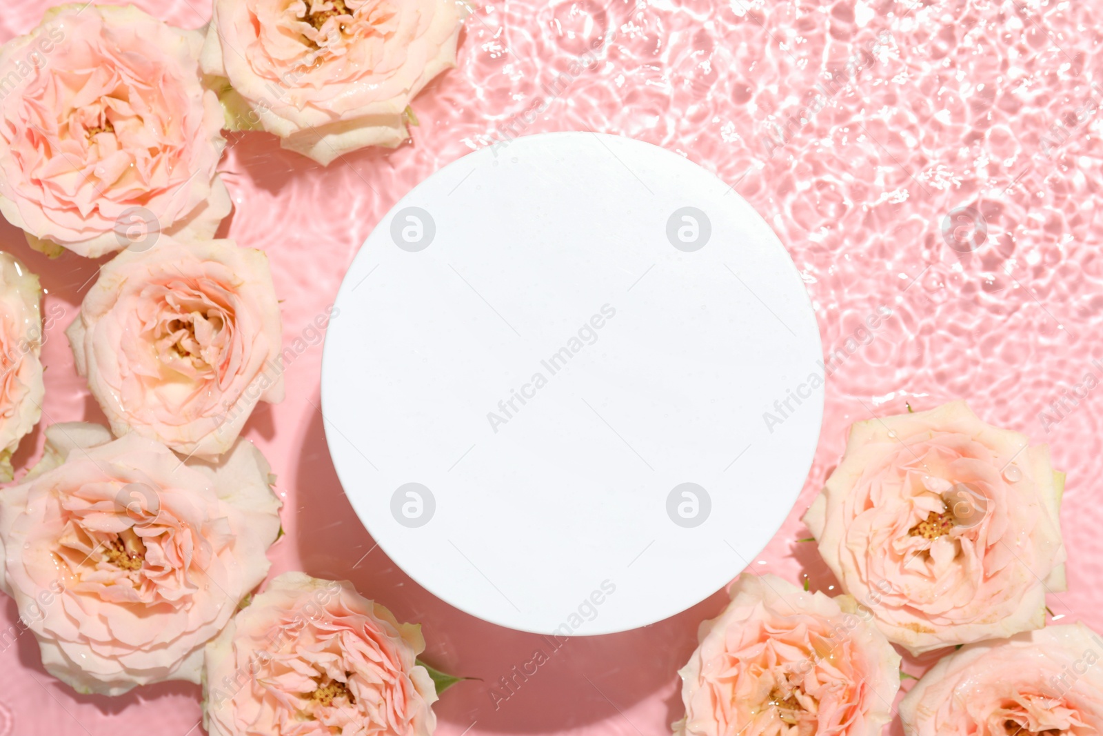 Photo of Beautiful rose flowers and round shaped podium in water on pink background, flat lay