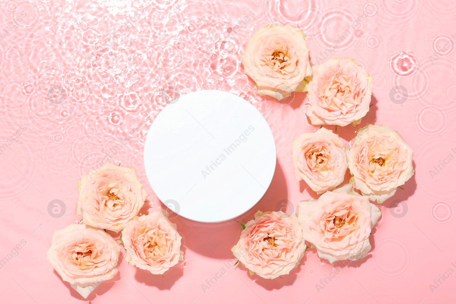 Photo of Beautiful rose flowers and round shaped podium in water on pink background, flat lay. Space for text