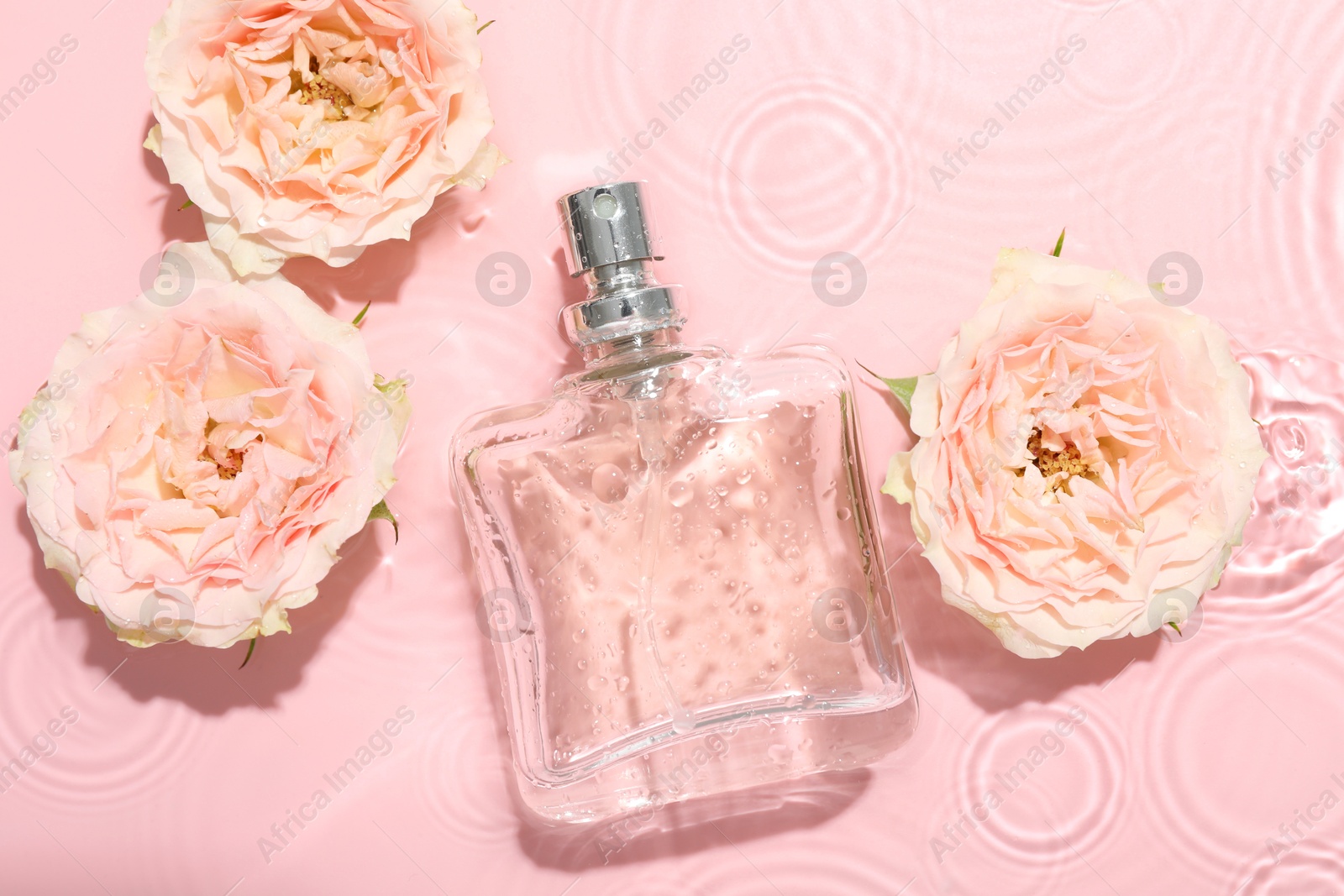 Photo of Beautiful rose flowers and perfume bottle in water on pink background, flat lay