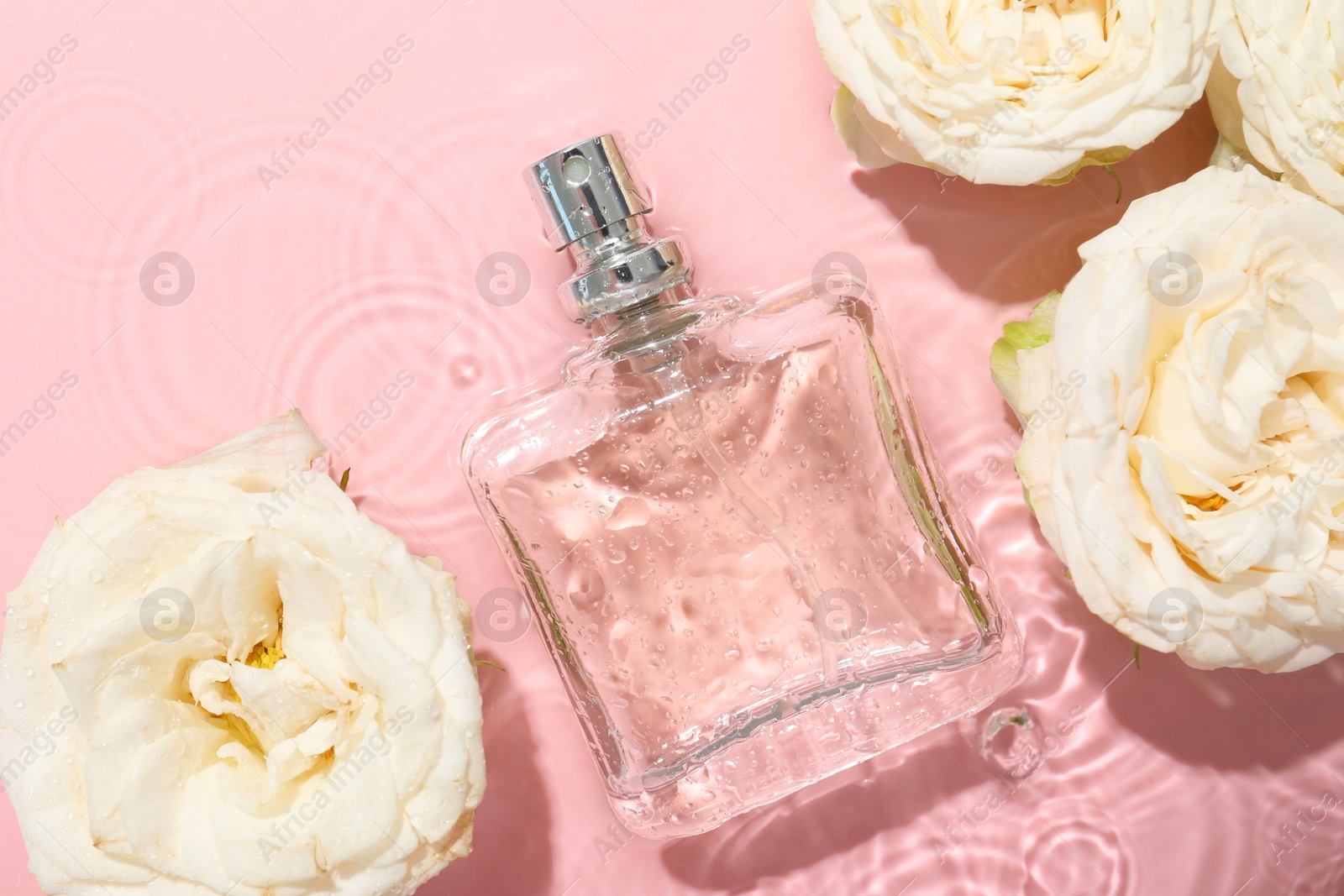 Photo of Beautiful rose flowers and perfume bottle in water on pink background, flat lay