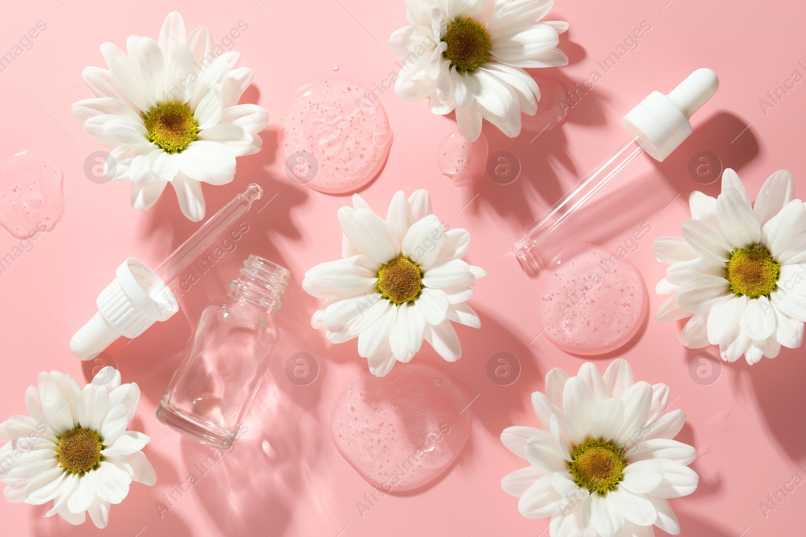 Photo of Beautiful daisy flowers, cosmetic bottle, pipettes and drops of serum on pink background, flat lay