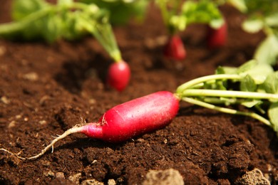 Freshly harvested radish on soil, closeup view