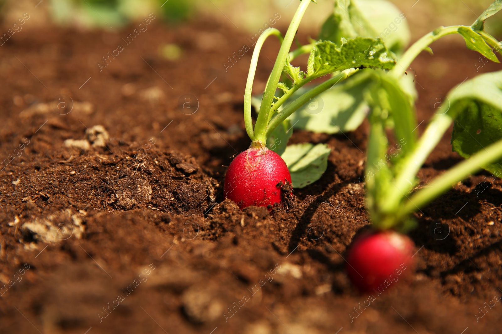 Photo of Organic radishes growing in garden on sunny day