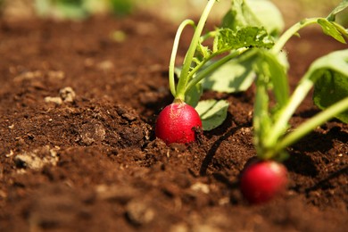 Organic radishes growing in garden on sunny day