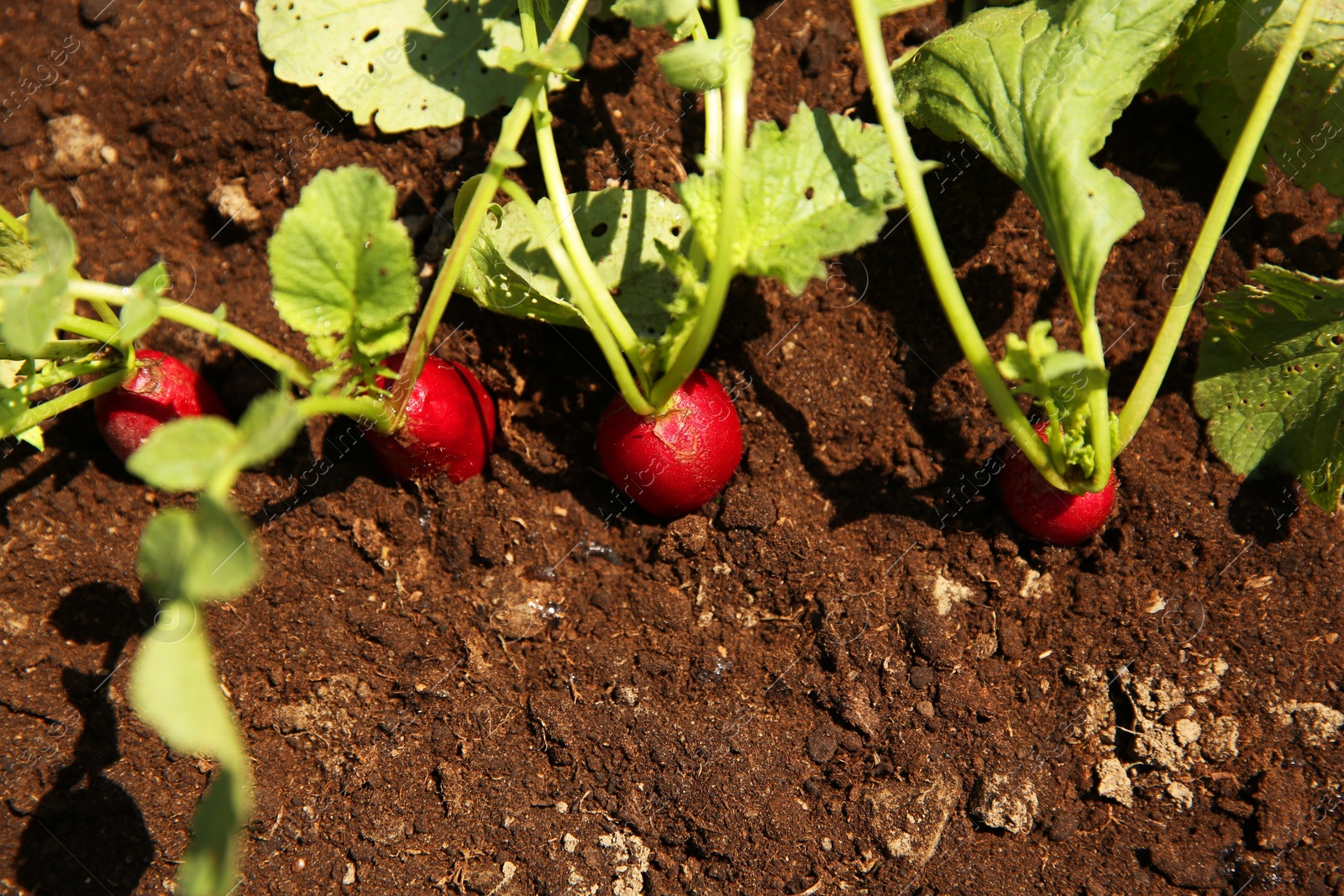 Photo of Organic radishes growing in garden on sunny day