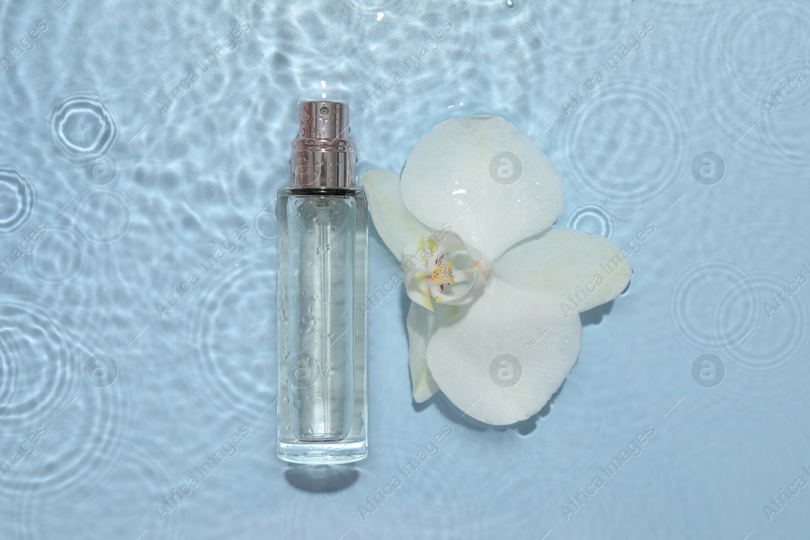 Photo of Beautiful orchid flower and bottle of perfume in water on light blue background, flat lay