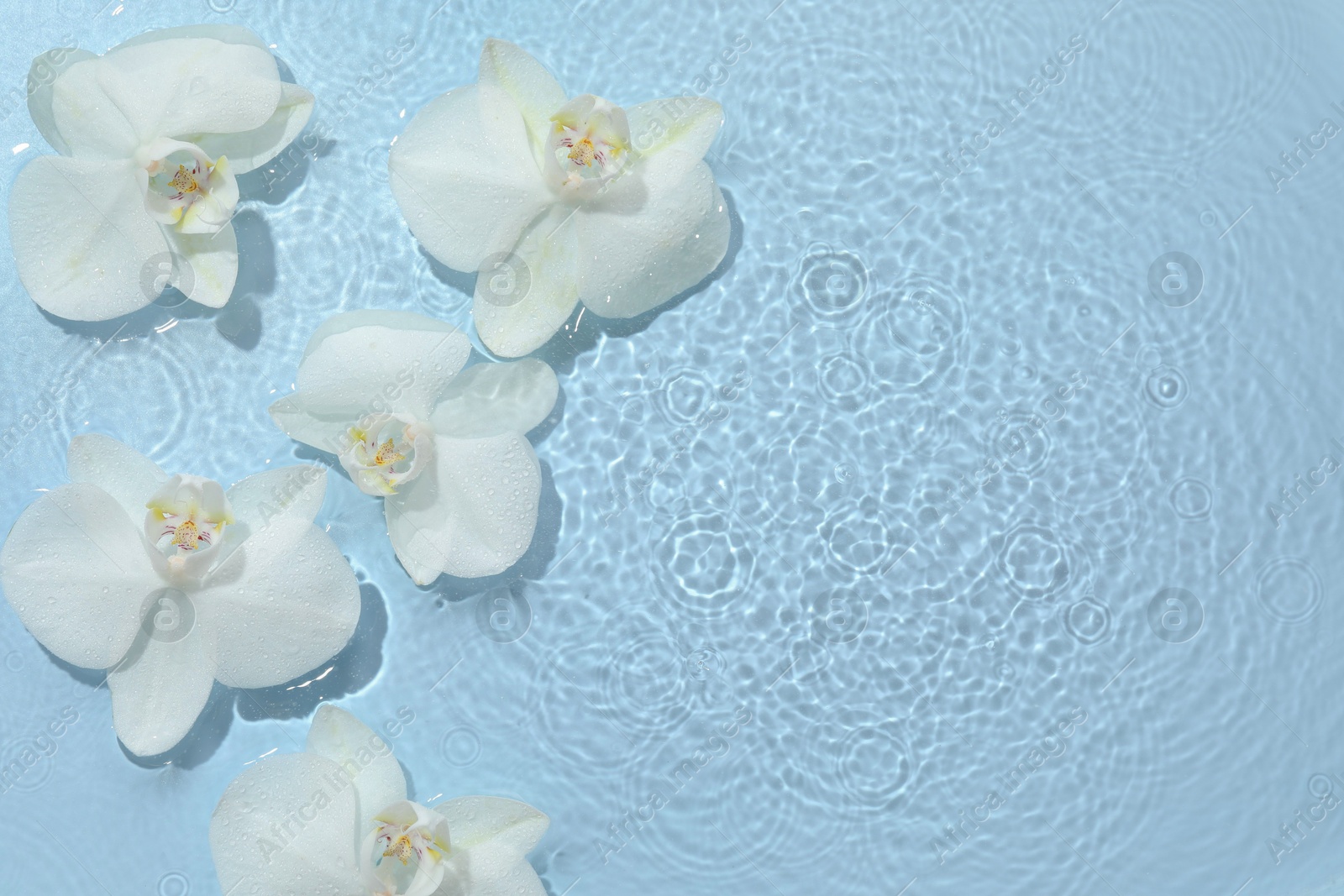 Photo of Beautiful orchid flowers in water on light blue background, flat lay. Space for text