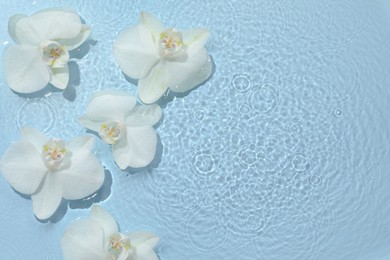 Photo of Beautiful orchid flowers in water on light blue background, flat lay. Space for text