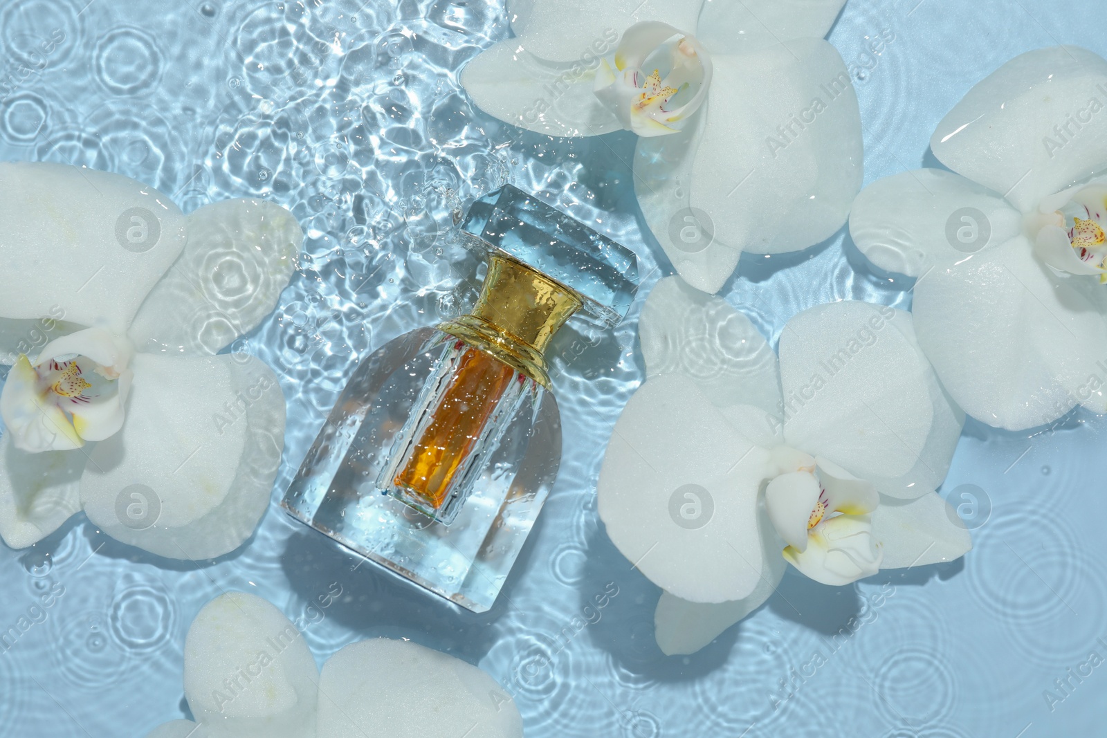 Photo of Beautiful orchid flowers and bottle of perfume in water on light blue background, flat lay