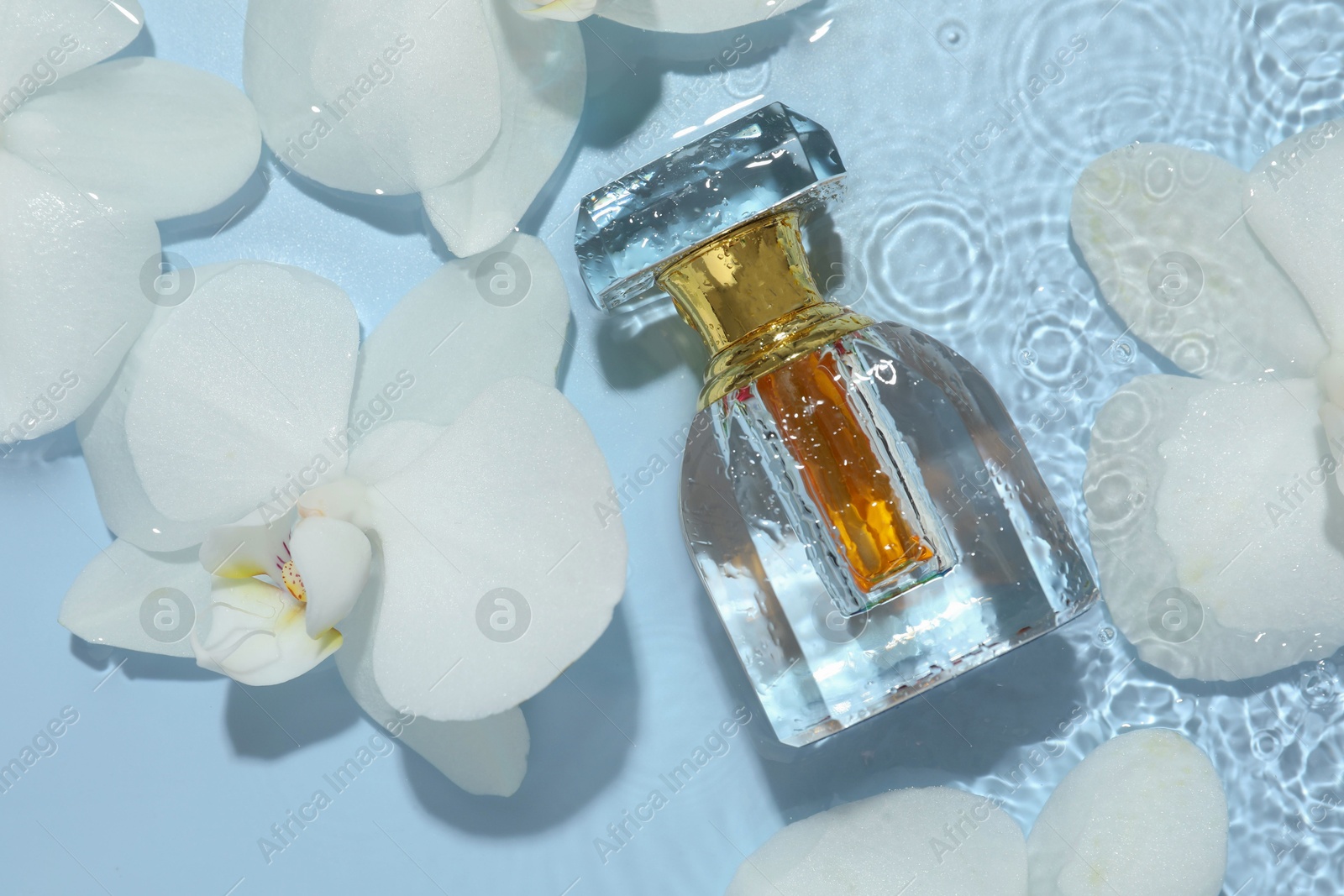 Photo of Beautiful orchid flowers and bottle of perfume in water on light blue background, flat lay