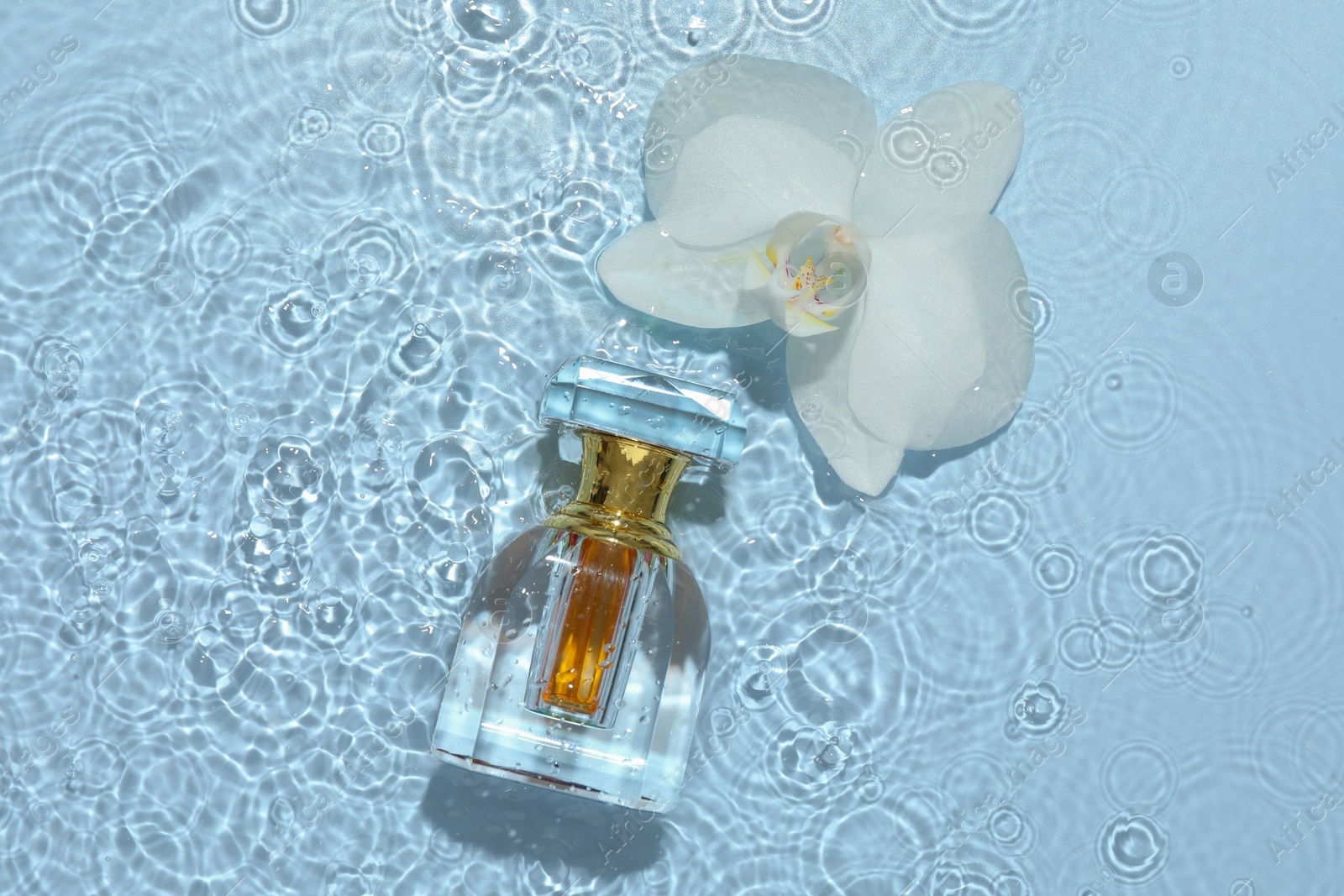 Photo of Beautiful orchid flower and bottle of perfume in water on light blue background, flat lay