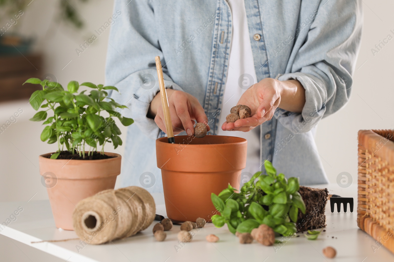 Photo of Transplanting herb. Woman putting clay pebbles into pot at table indoors, closeup