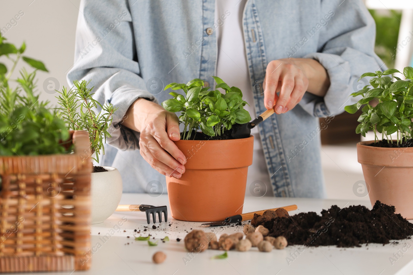 Photo of Woman transplanting herb into pot at table indoors, closeup