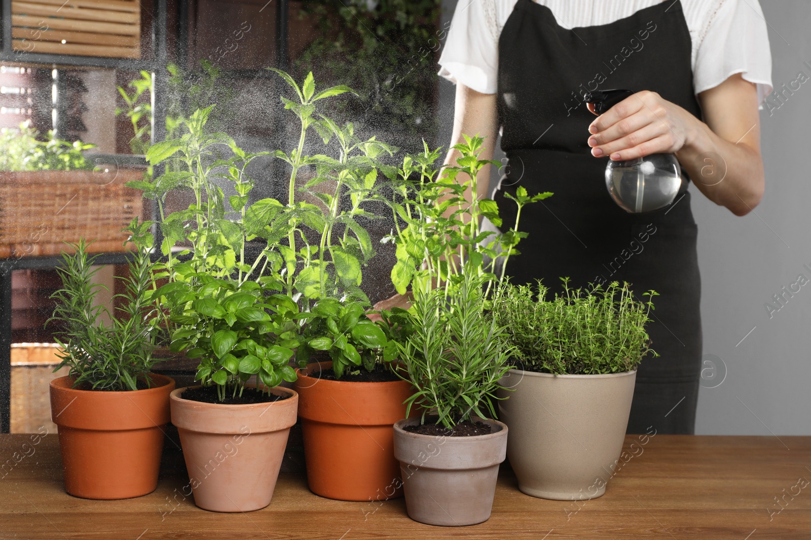 Photo of Woman spraying different potted herbs at wooden table indoors, closeup