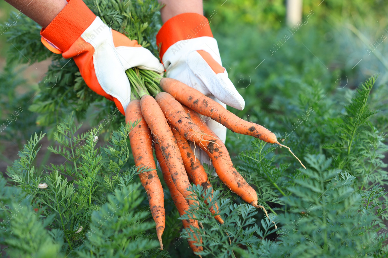 Photo of Farmer in gloves holding bunch of fresh carrots in garden, closeup