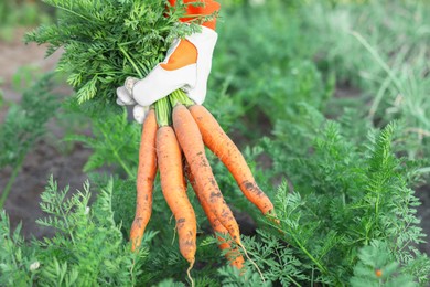 Photo of Farmer in gloves holding bunch of fresh carrots in garden, closeup